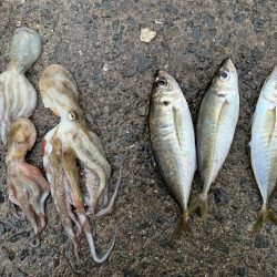 アジング&タコ♪