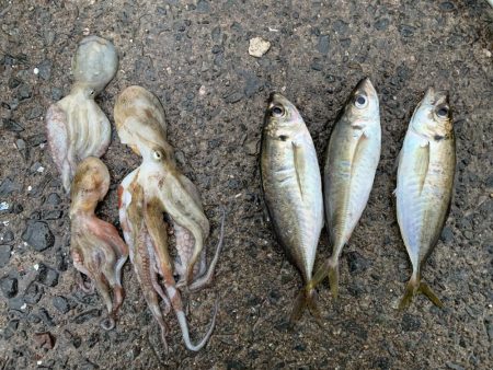 アジング&タコ♪