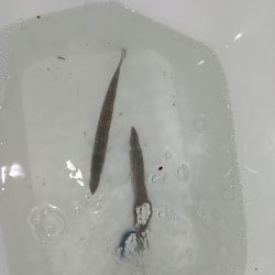 アジじゃなくてカマス!