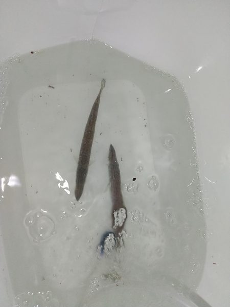 アジじゃなくてカマス!