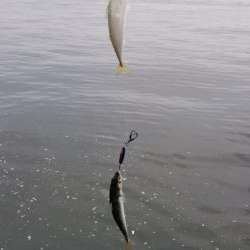 コスモでサクサクサバをジグサビキで