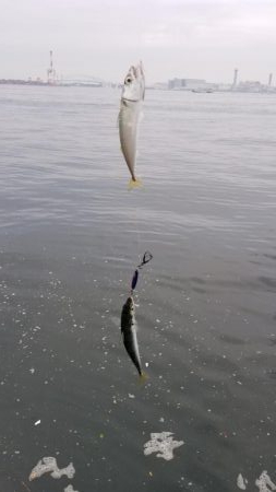 コスモでサクサクサバをジグサビキで