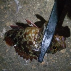 狙いはアジです!