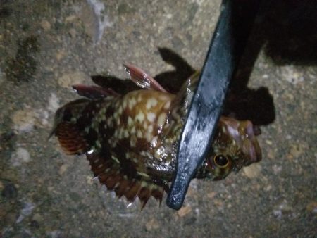 狙いはアジです!