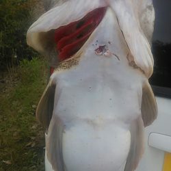 マゴチ64センチ