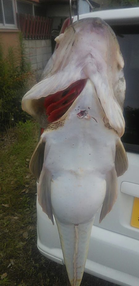 マゴチ64センチ