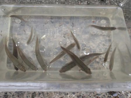 近所の水路で入れ食いを楽しむ(5)