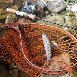 水位高く渓流にまわりました。