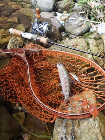 水位高く渓流にまわりました。