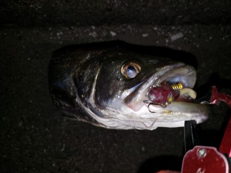 シーバスナイトゲーム