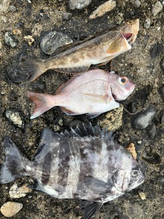 シーバス狙いで7目！？