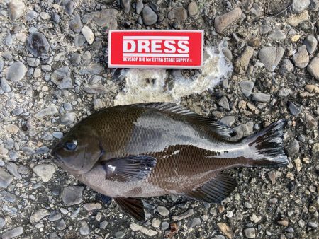 岸和田旧一文字ヘチ釣り黒鯛