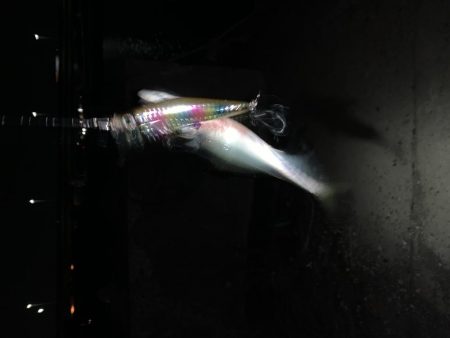 7/2 1日目チニング