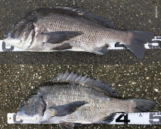 イチノ兄弟、釣果!