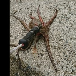 キスダービー参加狙い…必殺6種盛!