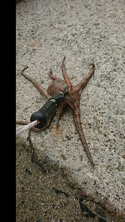 キスダービー参加狙い…必殺6種盛!