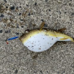 カサゴ、キジハタ等五目