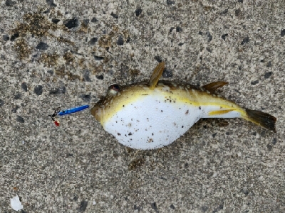 カサゴ、キジハタ等五目