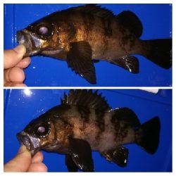 アジング1915〜2035