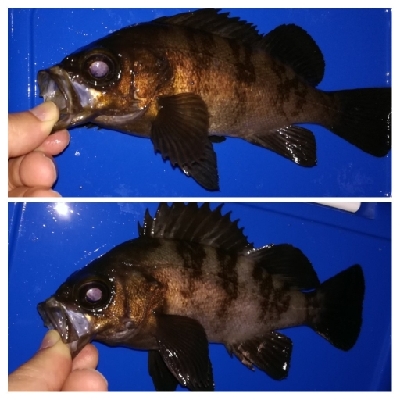 アジング1915〜2035