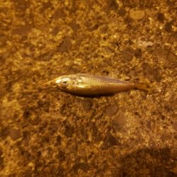 エソの嵐でした