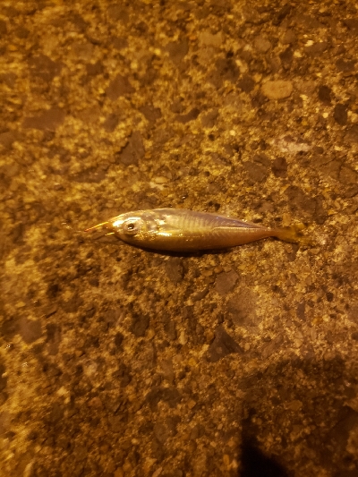 エソの嵐でした