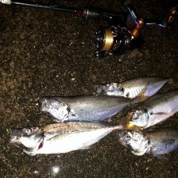 夕まづめフィッシング