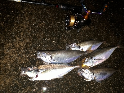 夕まづめフィッシング