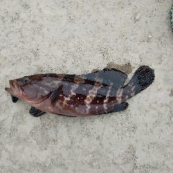 年無しに あと1cm