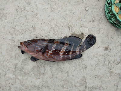 年無しに あと1cm