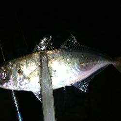 雨あとのシーバス！アジ！