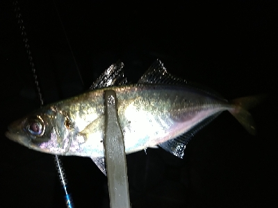 雨あとのシーバス！アジ！