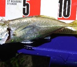 リベンジマッチ