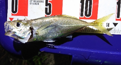 リベンジマッチ