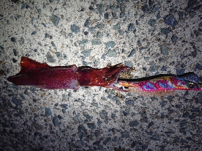 仕事終わりケンサキイカ狙い