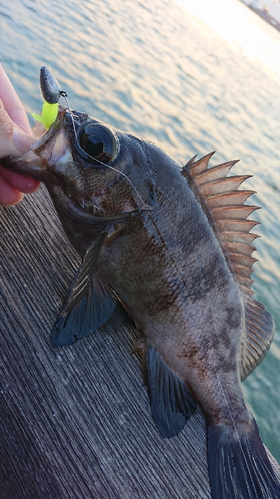 アジ、サバ、ガシ、メバ