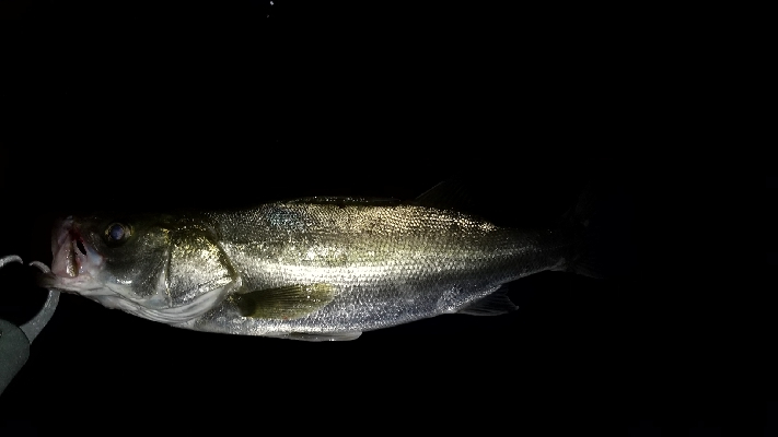 紀ノ川シーバス４本