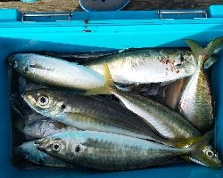 アジ釣り
