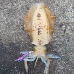 激濁りの後、、、