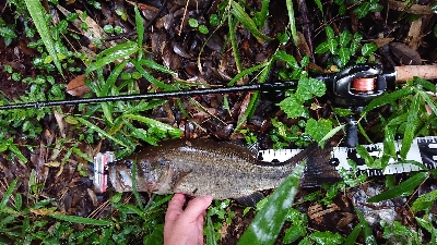 伝統のカバージグ