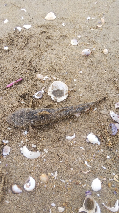 マゴチ60cmUPならず。