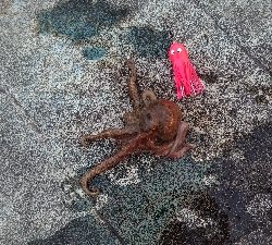 やっぱりタコ釣り