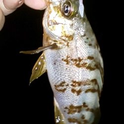 ケンサキ一杯、エソいっぱい