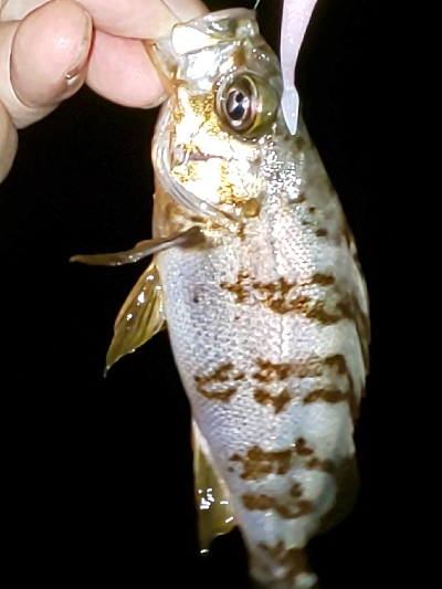 ケンサキ一杯、エソいっぱい