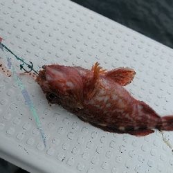 ナナマル出現！海豚にてタイラバ！