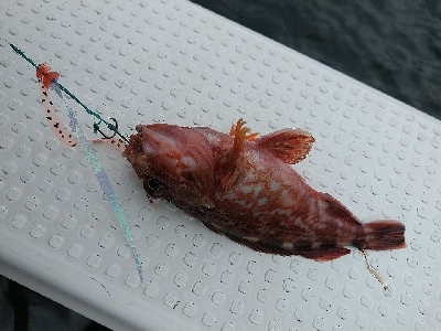 ナナマル出現！海豚にてタイラバ！