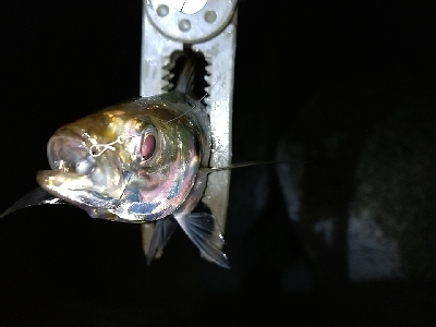 淡路島アジング絶好調！