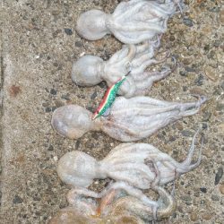 今期は良い型が揃ってます