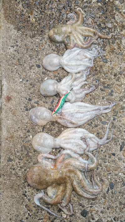 今期は良い型が揃ってます