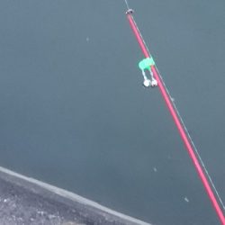 土用丑の日を前に鰻を釣った！！